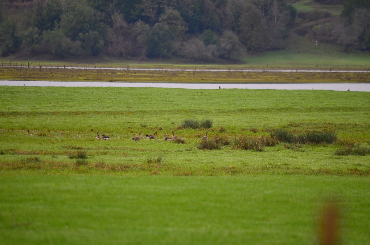 Greater White-fronted Goose - ML180178491
