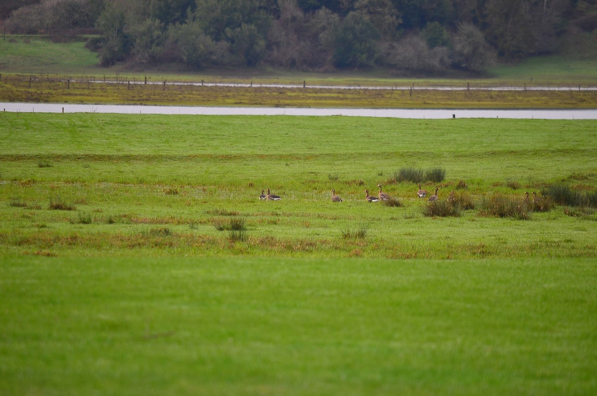Greater White-fronted Goose - ML180178501