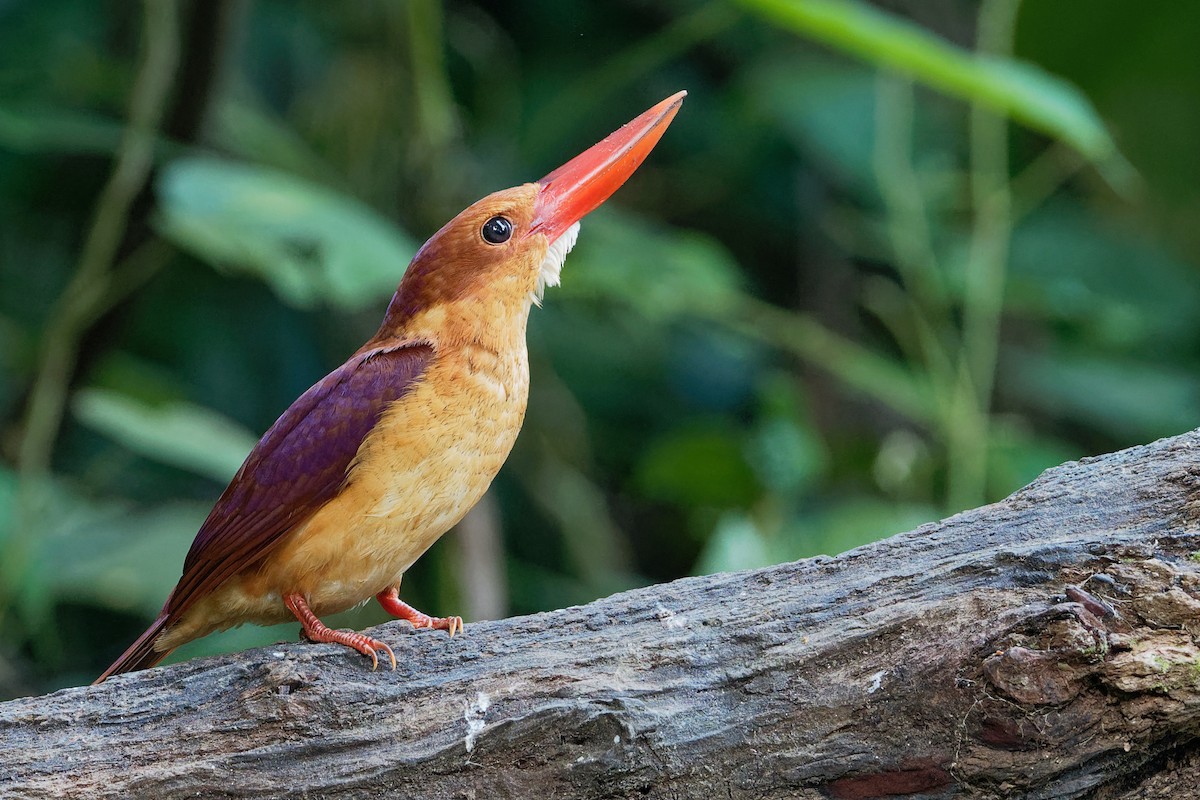 Ruddy Kingfisher - ML180178841