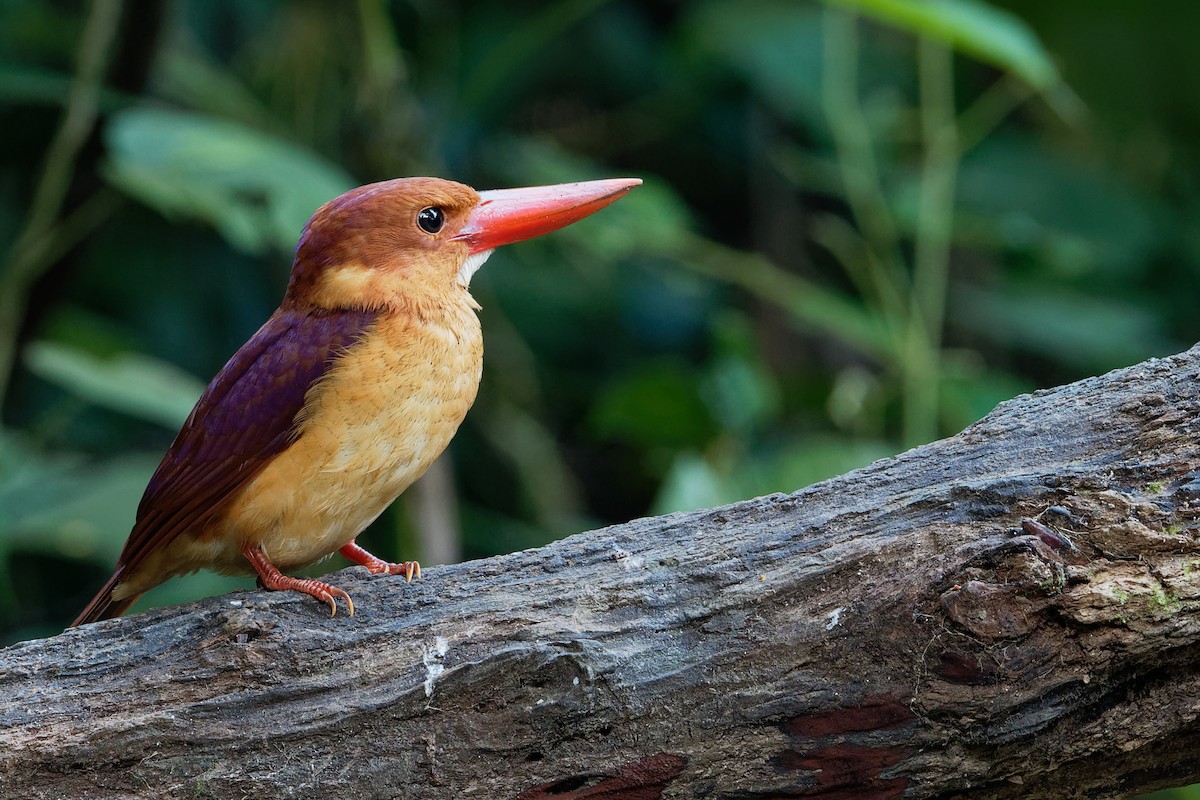 Ruddy Kingfisher - ML180178851