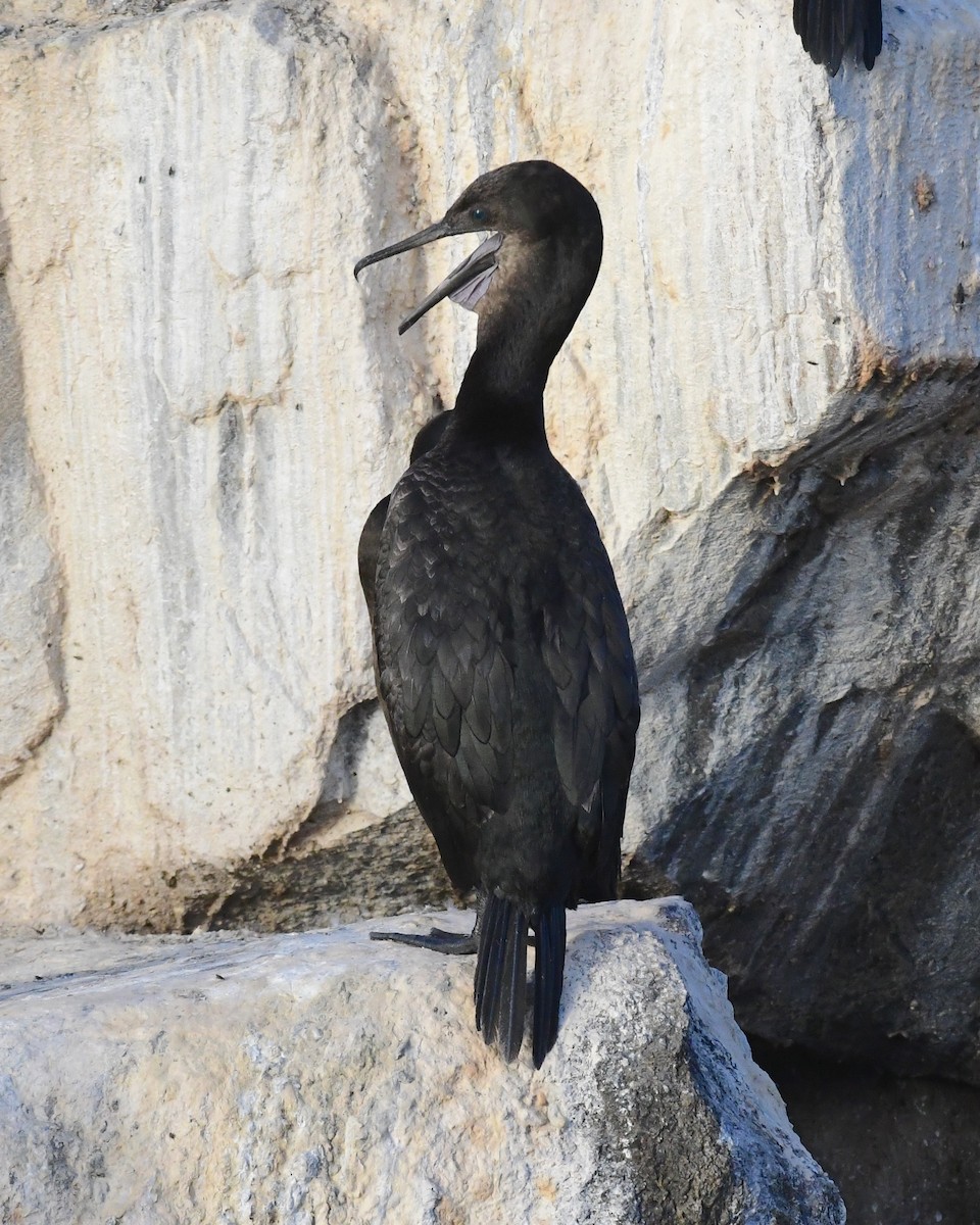 Brandt's Cormorant - ML180178891