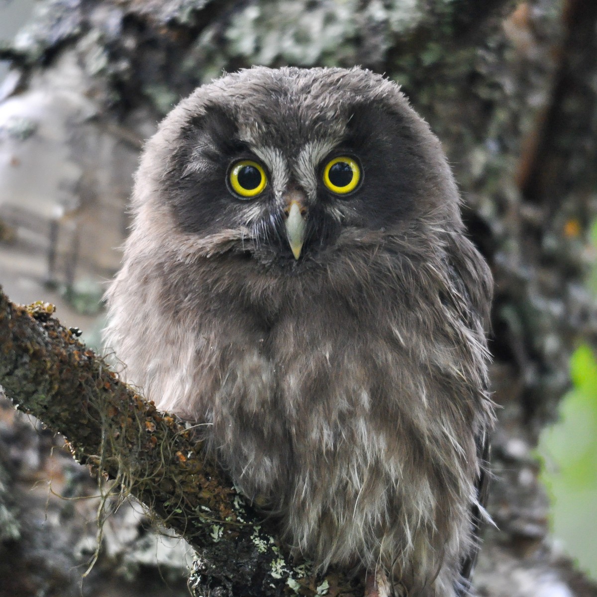 Boreal Owl - Jean-Louis  Carlo