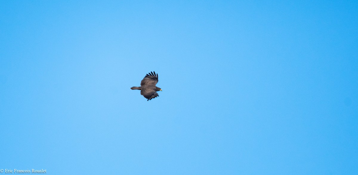 Common Buzzard - ML180179281