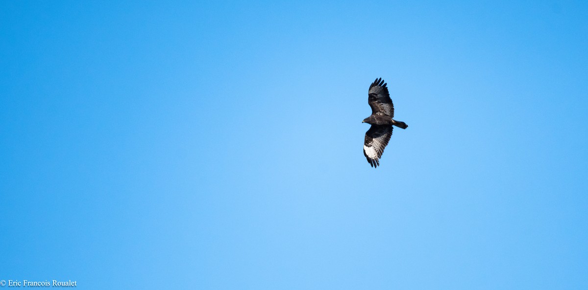 Common Buzzard - ML180179301