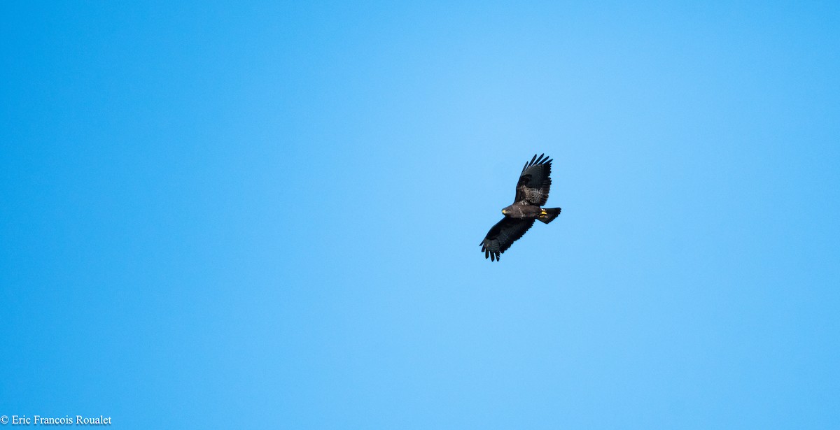 Common Buzzard - ML180179311