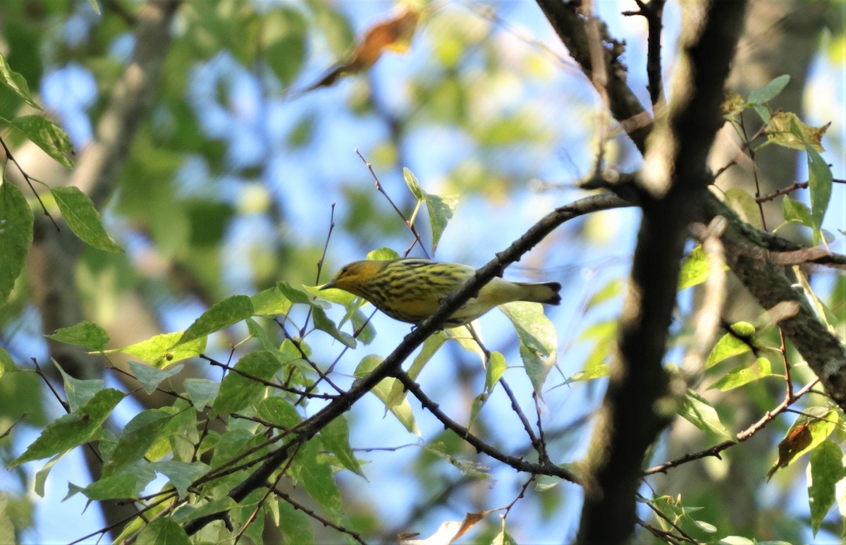 Cape May Warbler - ML180179331