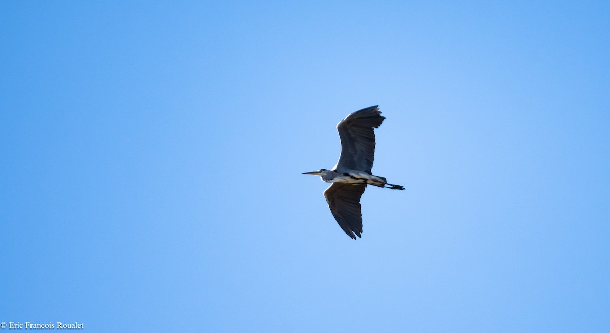 Gray Heron - ML180179371