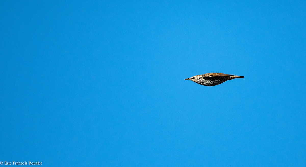 European Starling - ML180179431