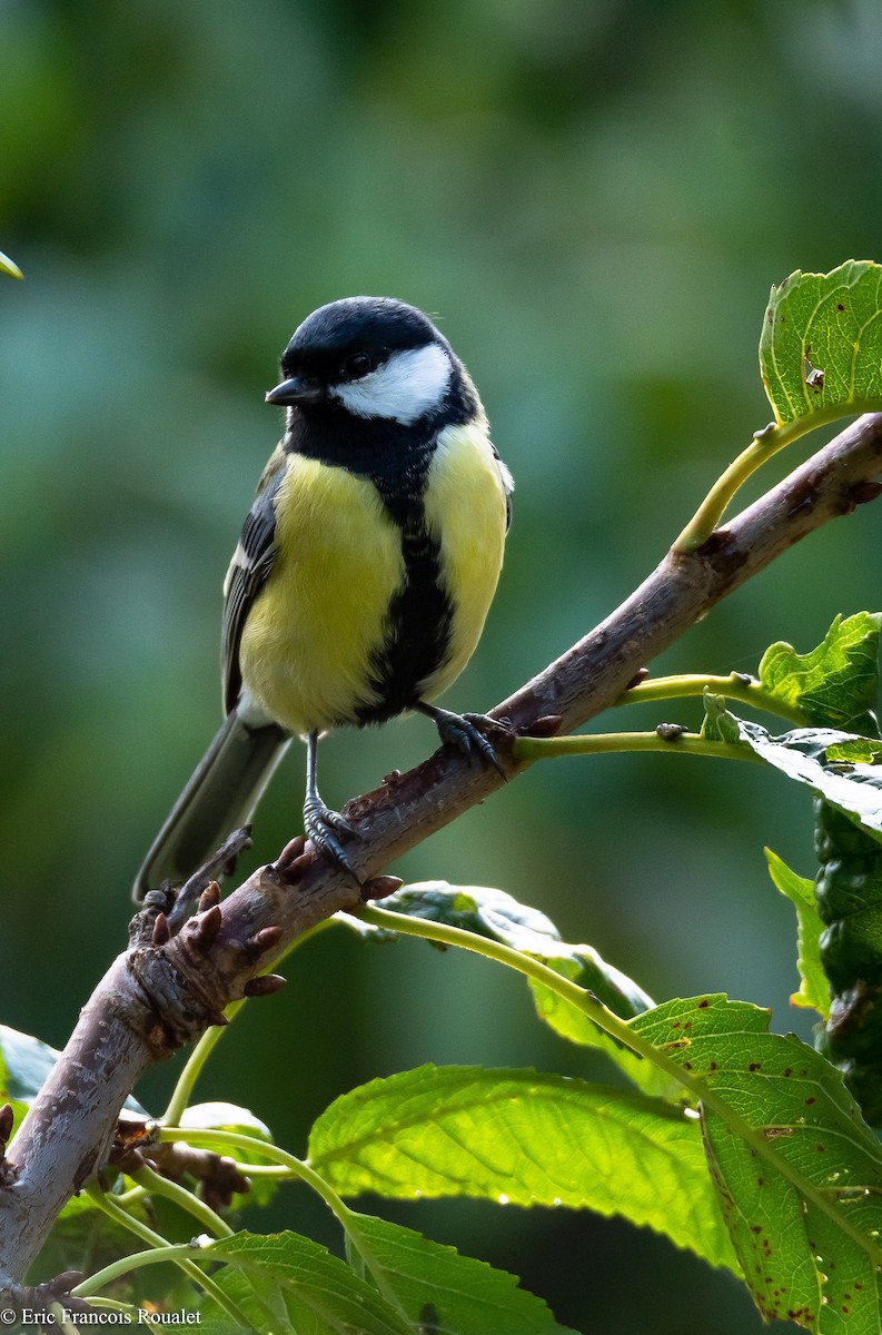 Great Tit - ML180179461