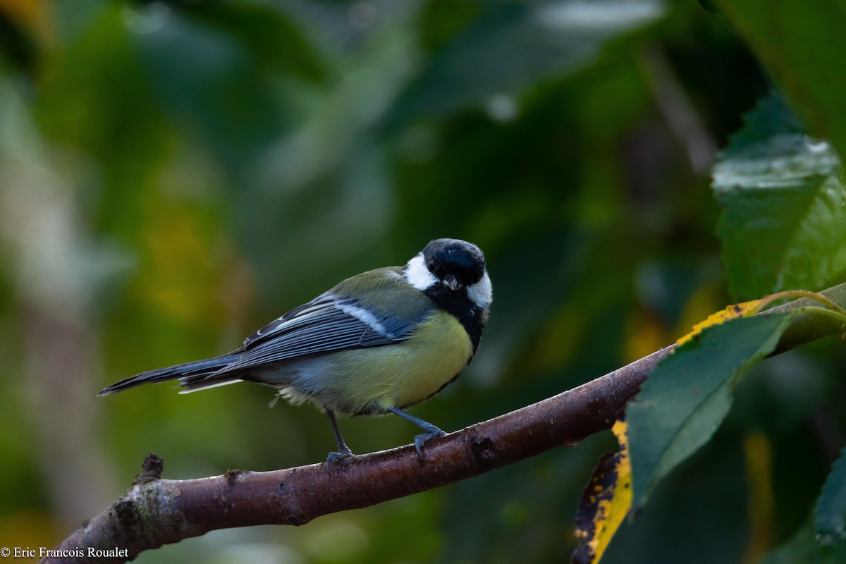 Mésange charbonnière - ML180179471