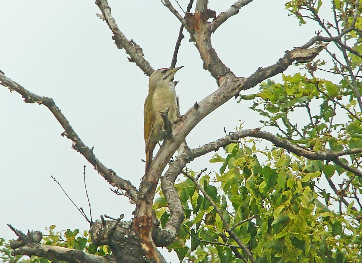 Gray-headed Woodpecker - ML180179821
