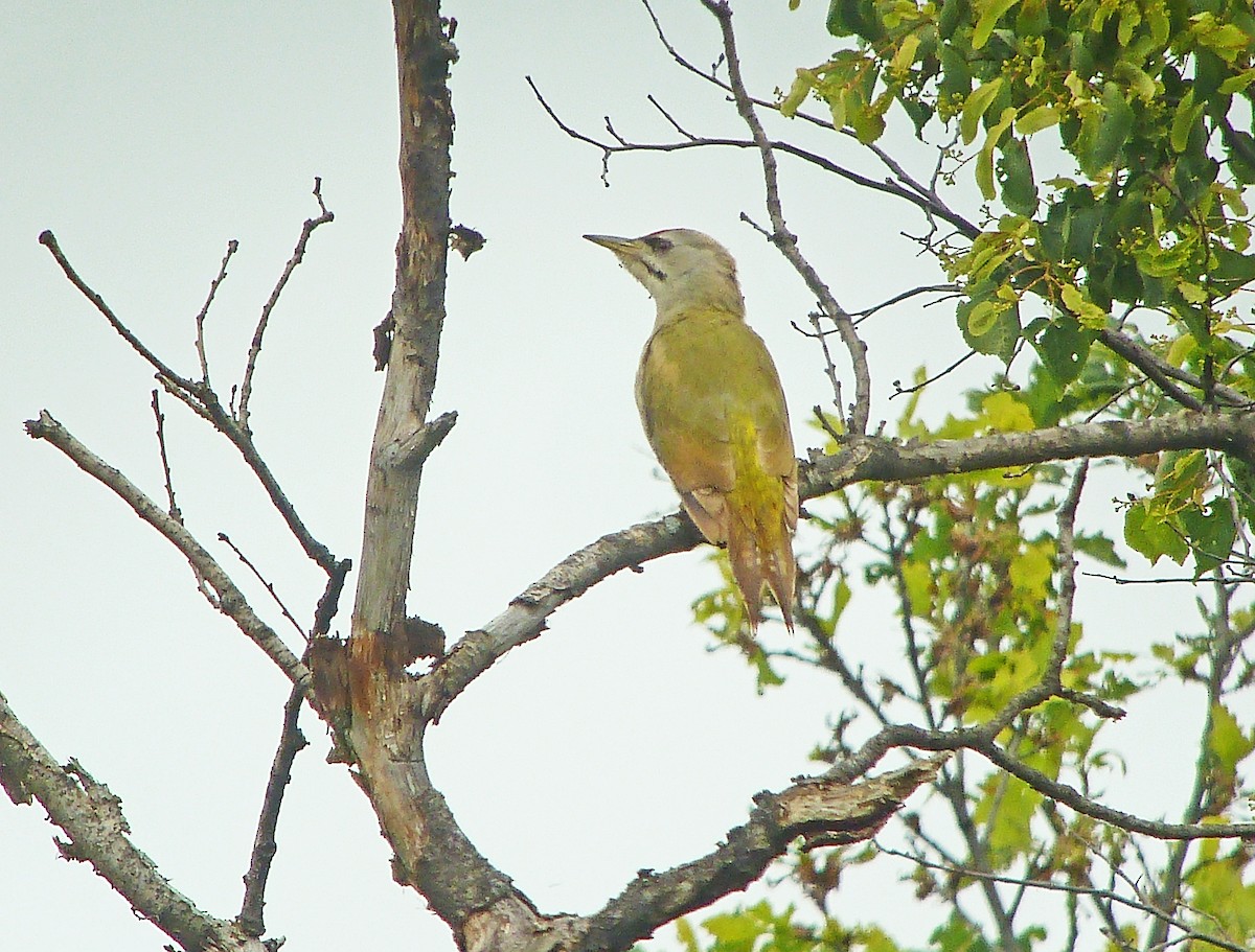 Gray-headed Woodpecker - ML180179831