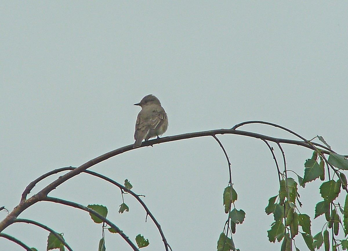 Spotted Flycatcher - ML180179911