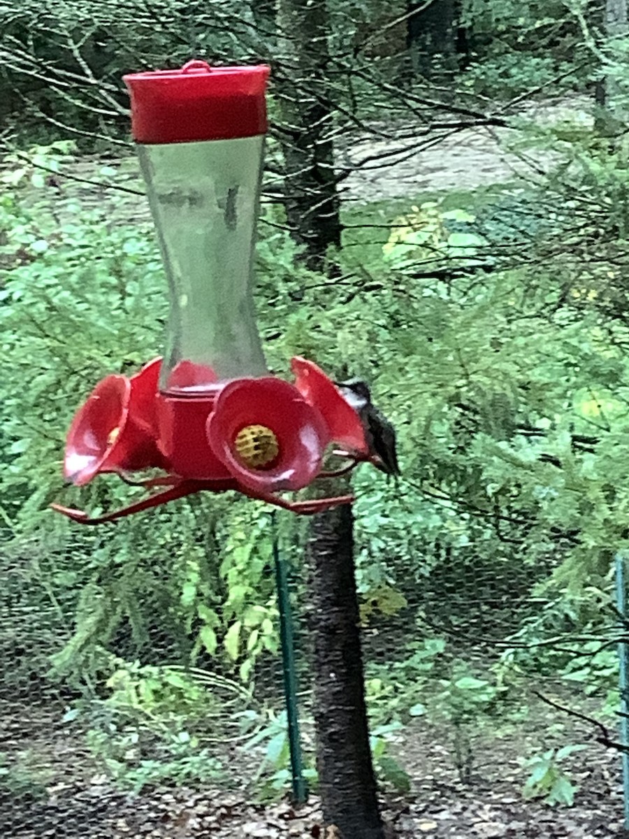 Ruby-throated Hummingbird - Jim Zervos