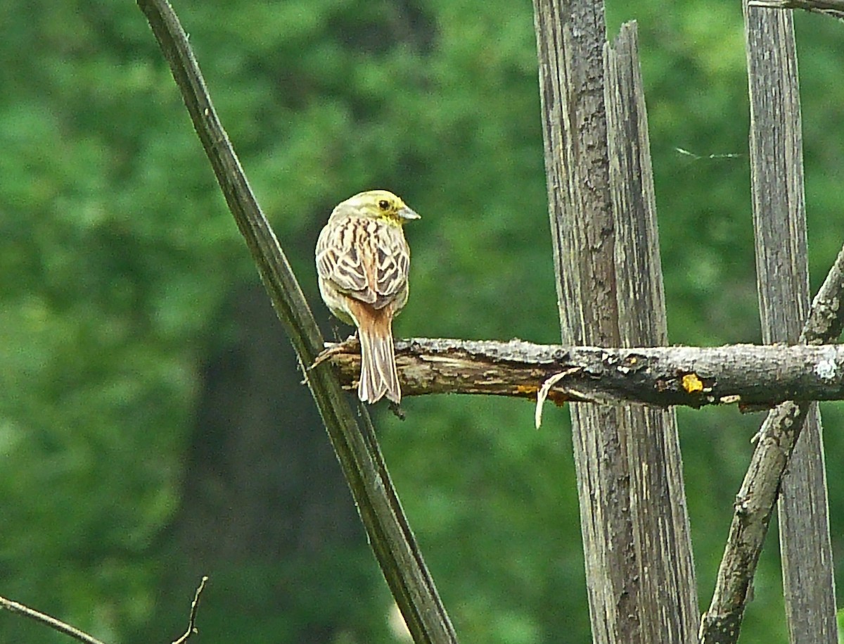 Yellowhammer - ML180180091