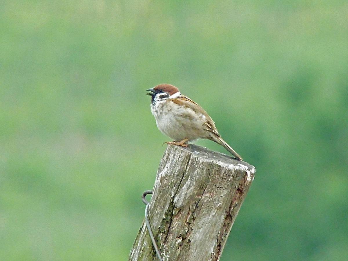 Eurasian Tree Sparrow - ML180180111