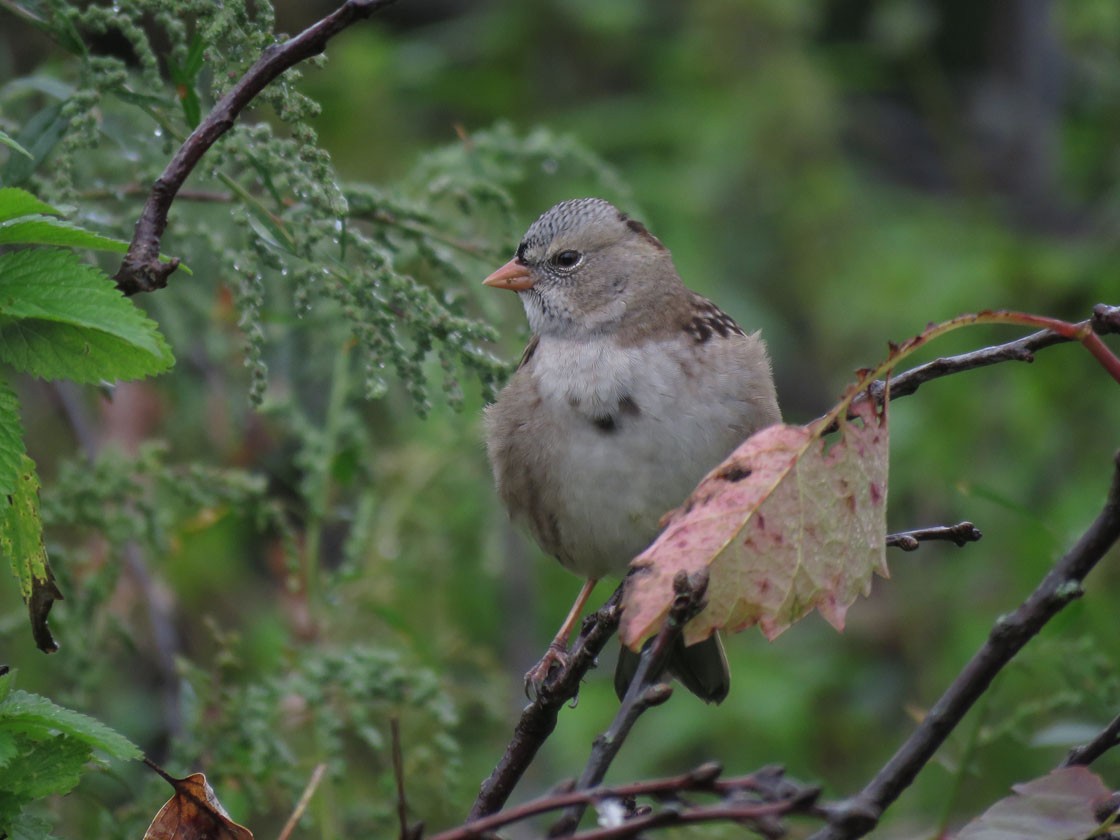 White-crowned x Harris's Sparrow (hybrid) - ML180181181