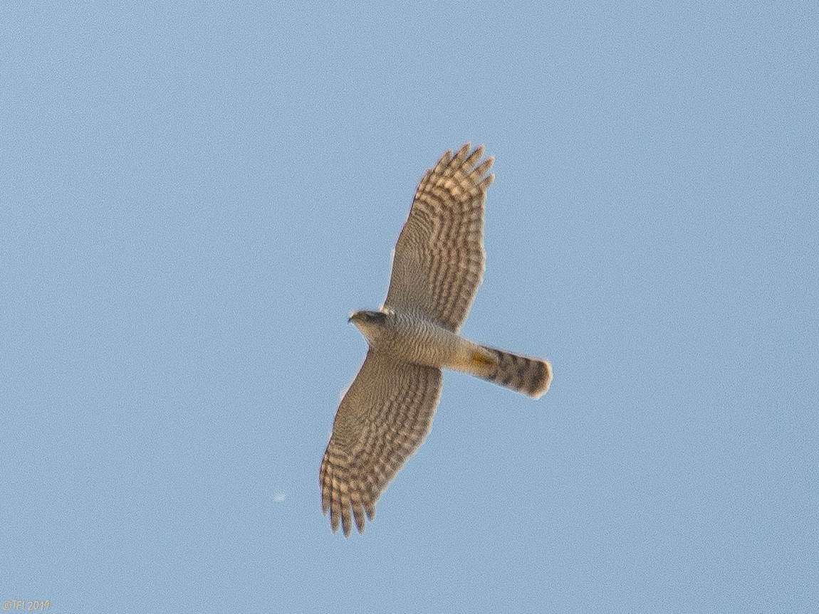 Eurasian Sparrowhawk - T I