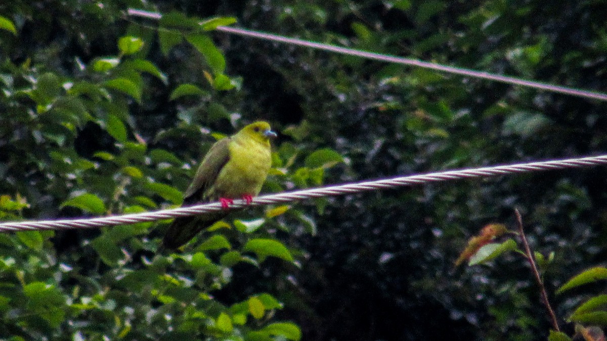 Wedge-tailed Green-Pigeon - ML180182181