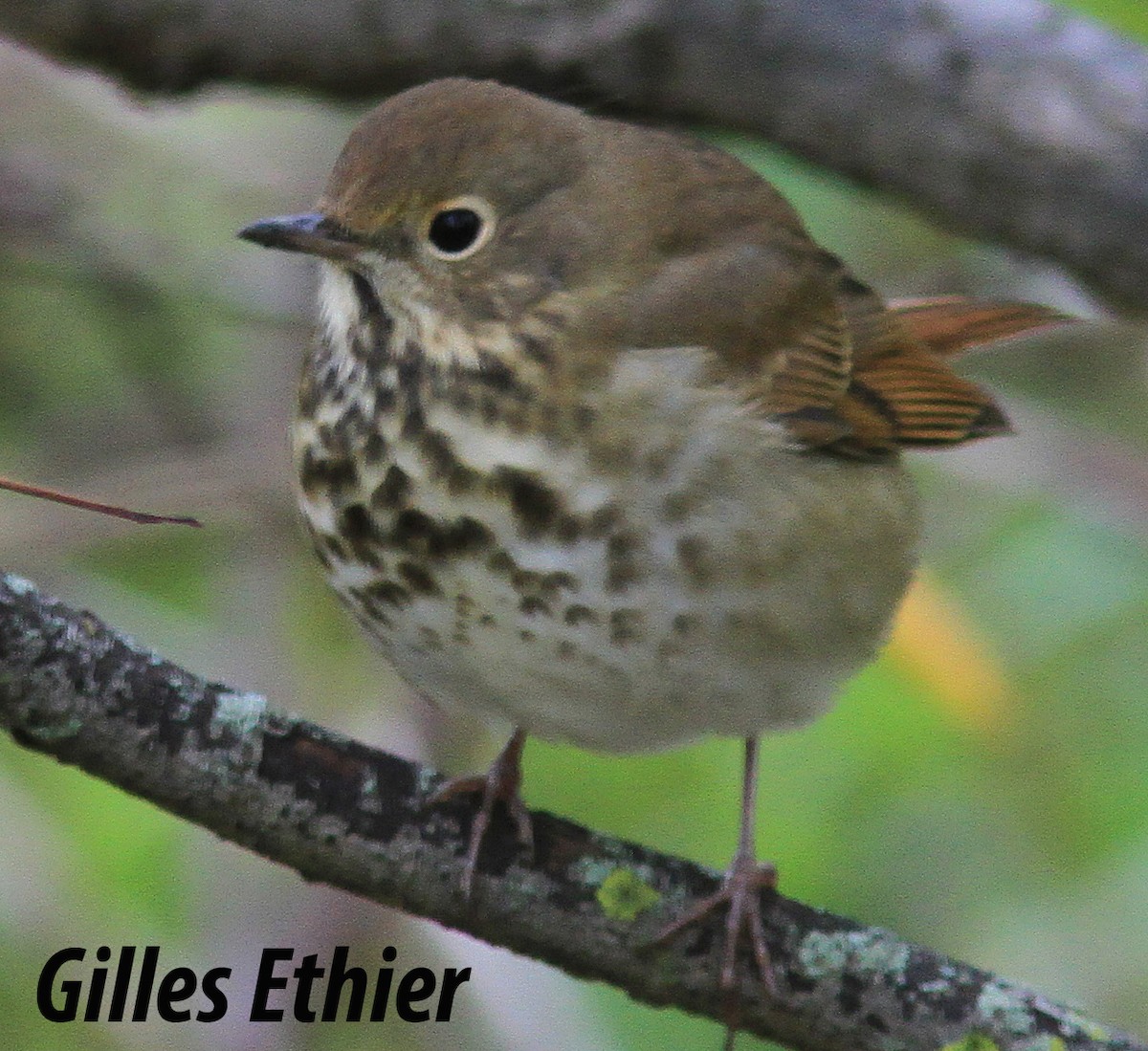 Hermit Thrush - ML180182931