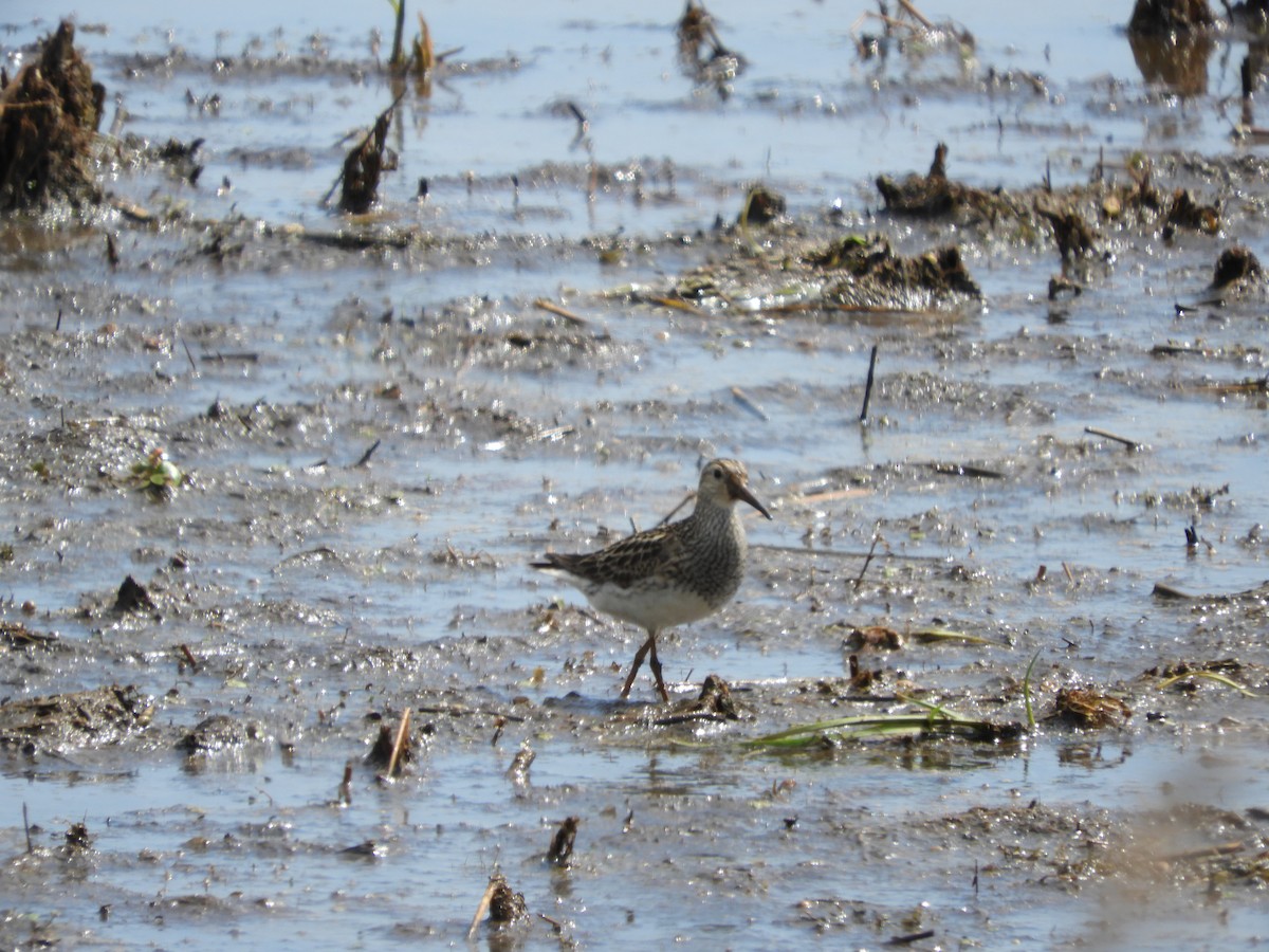 Pectoral Sandpiper - ML180183831