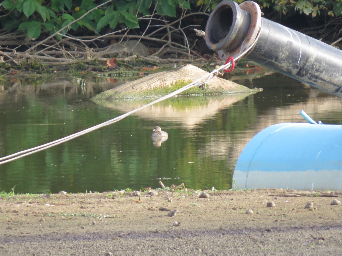 Pied-billed Grebe - ML180184611