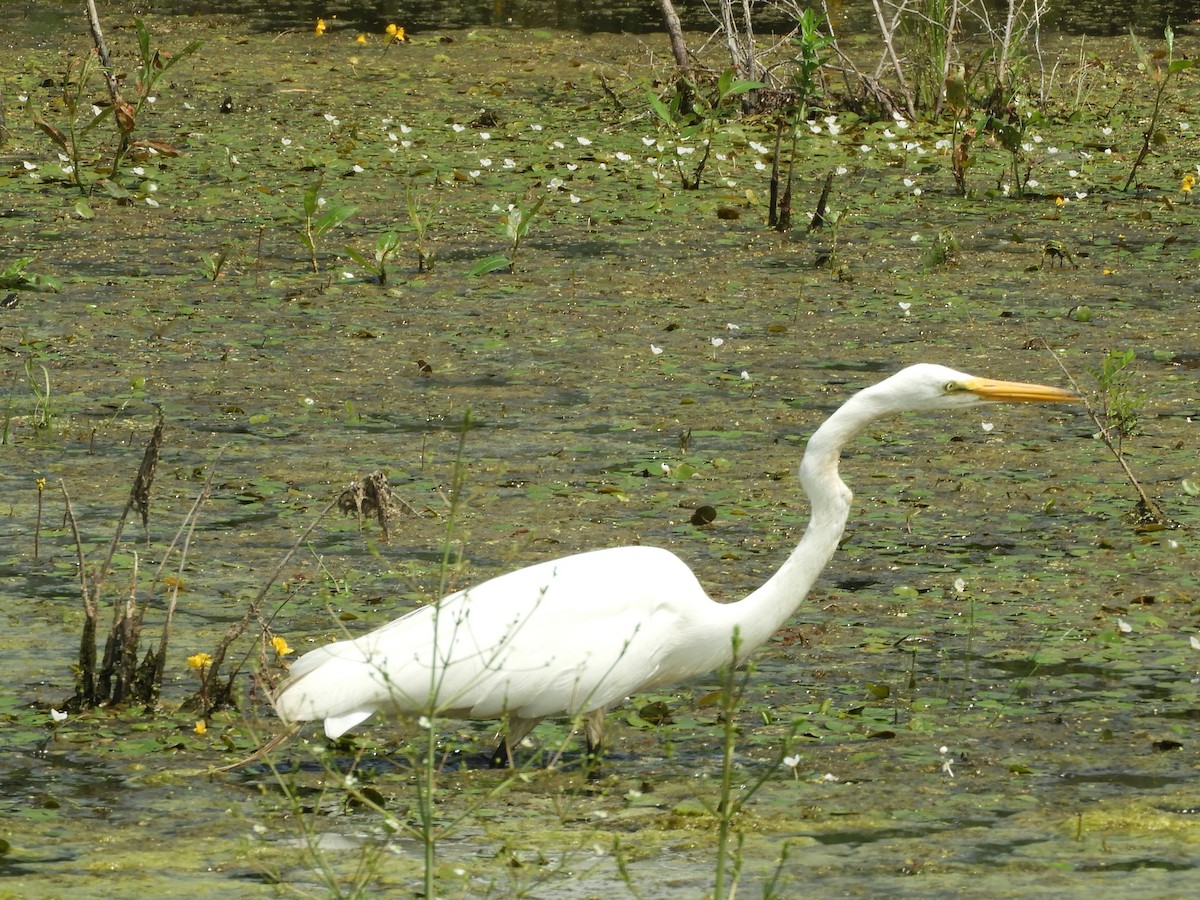 Great Egret - Jennifer  Ferrick