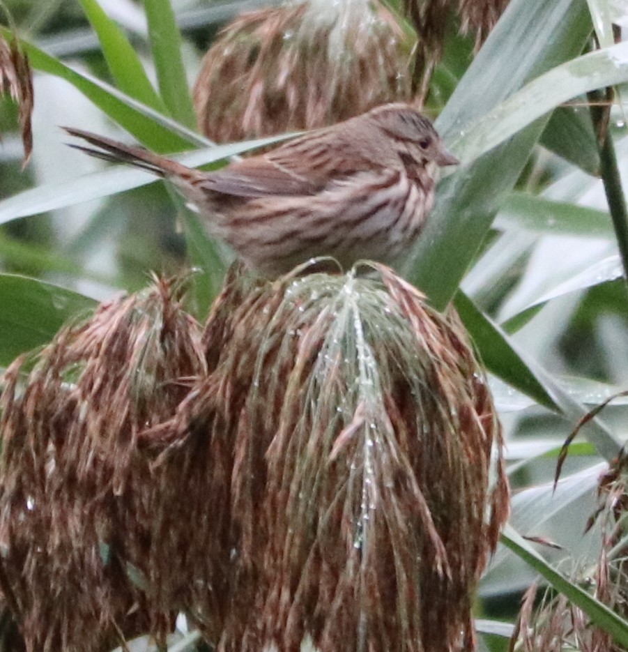 Song Sparrow - ML180185501