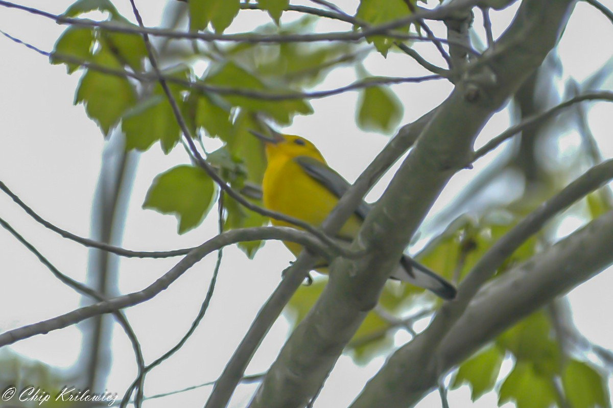Prothonotary Warbler - ML180185561