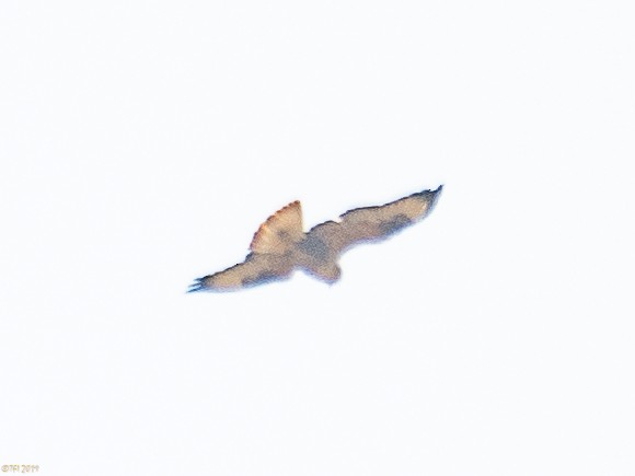 Long-legged Buzzard - ML180185741