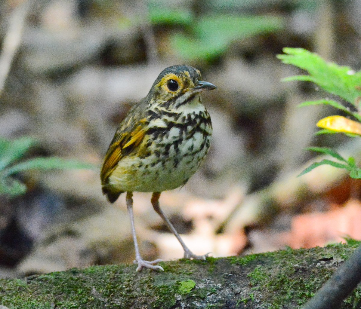 Snethlage's Antpitta - Anderson  Sandro