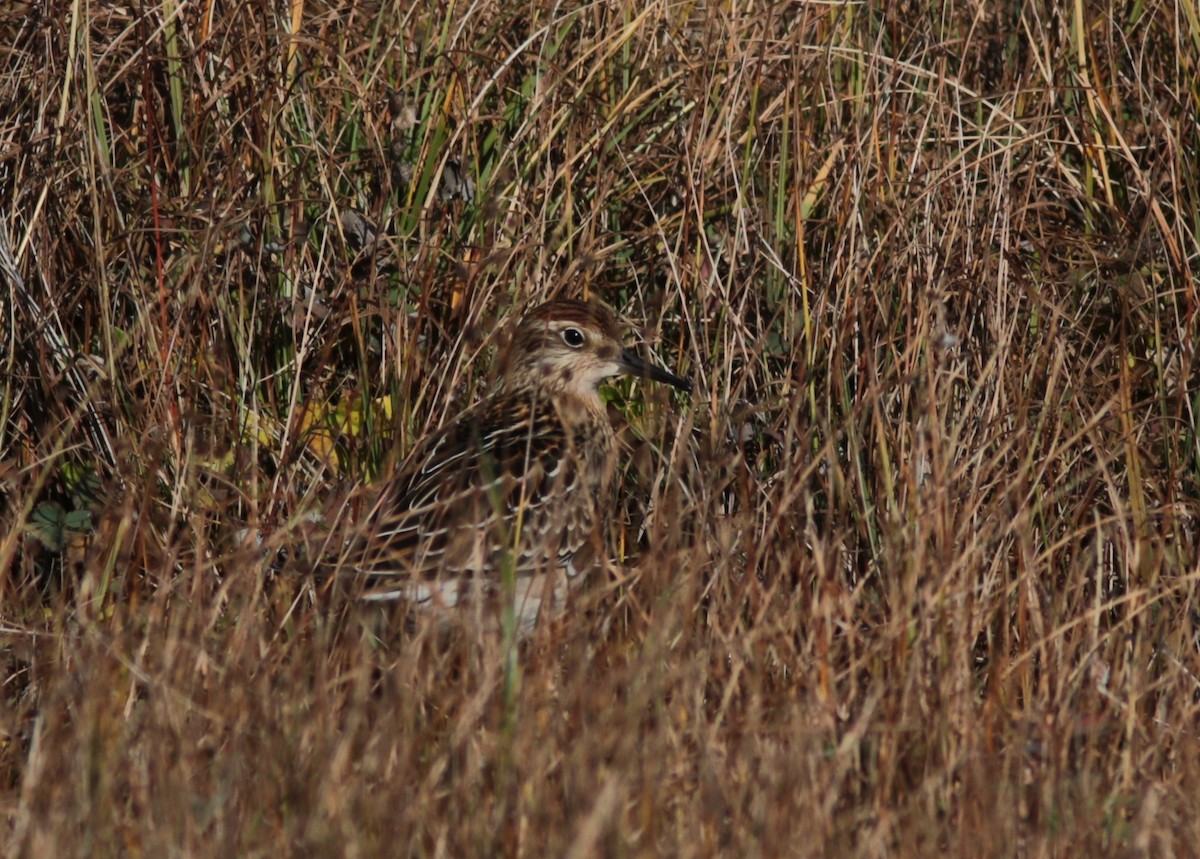 Sharp-tailed Sandpiper - ML180189211