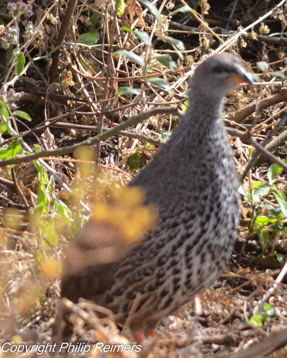 Francolin de Hildebrandt - ML180189221