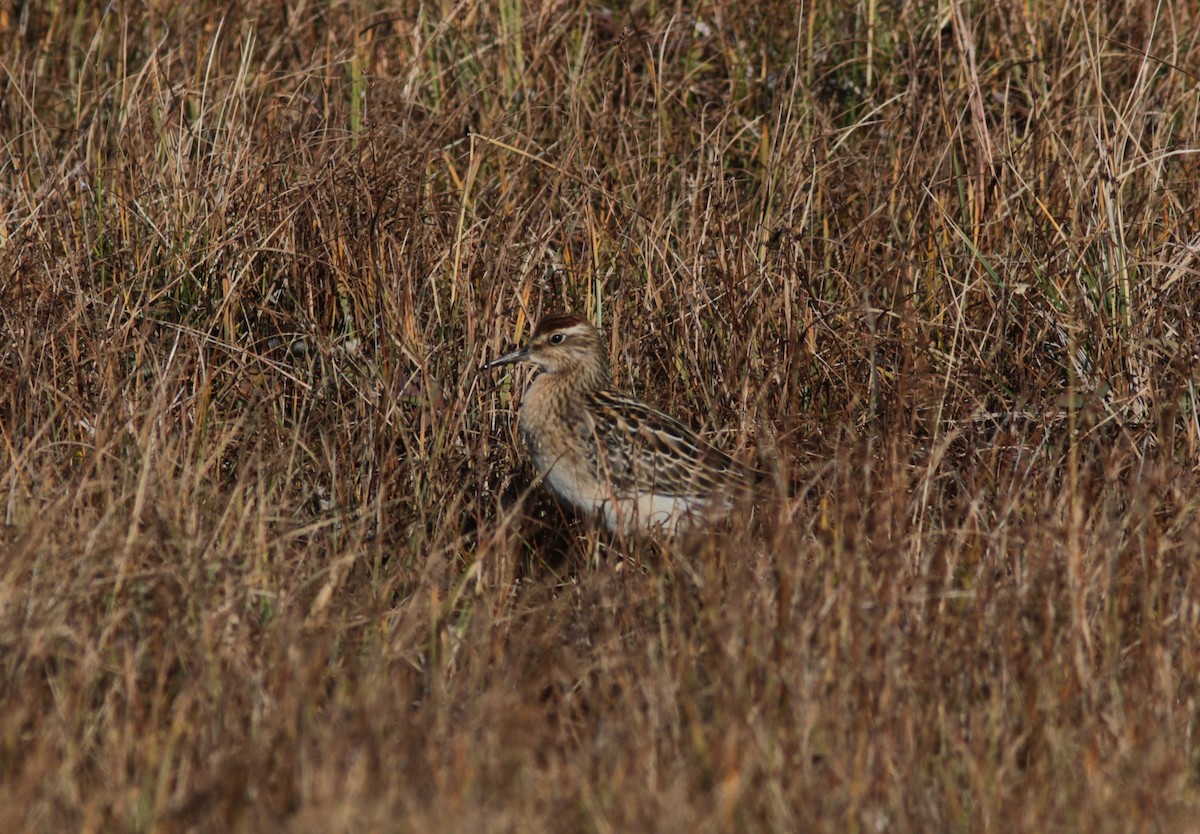 Sharp-tailed Sandpiper - ML180189611