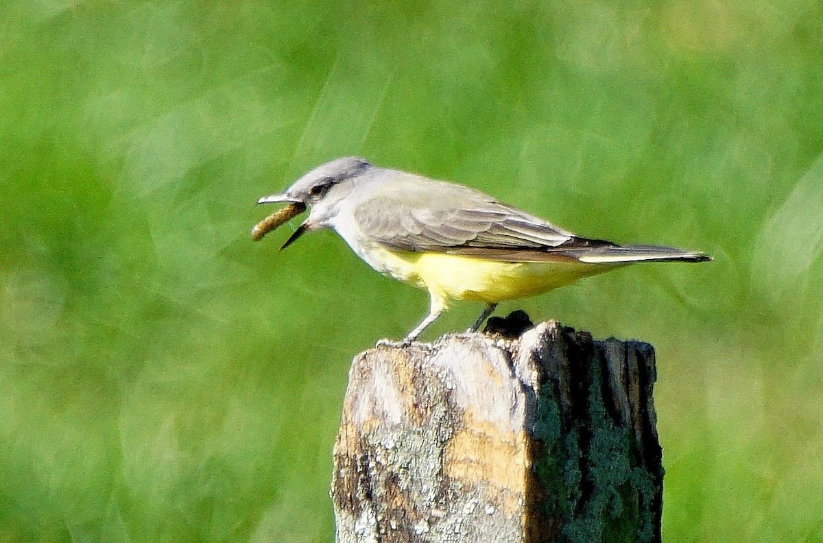 Western Kingbird - ML180191601