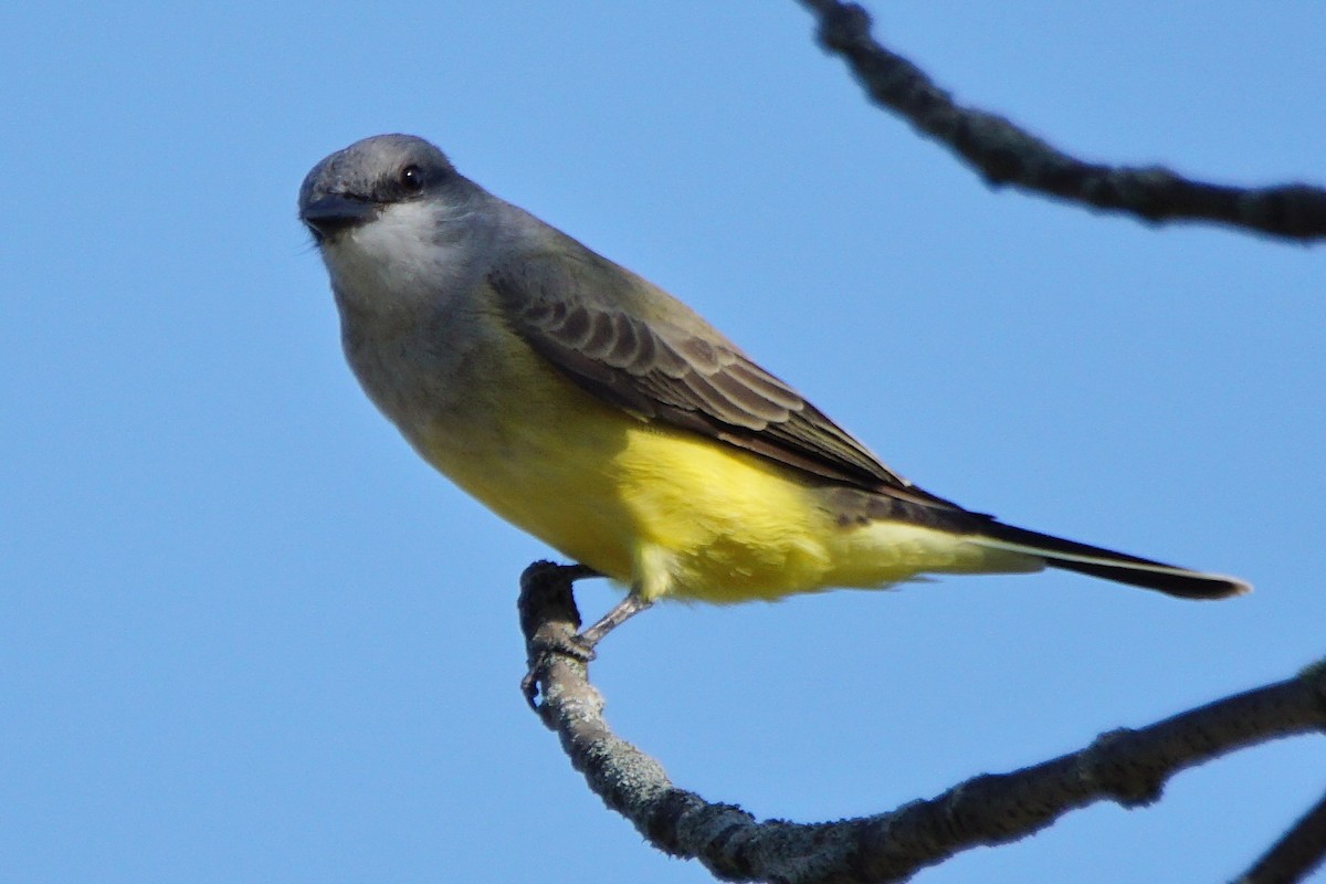 Western Kingbird - ML180191651