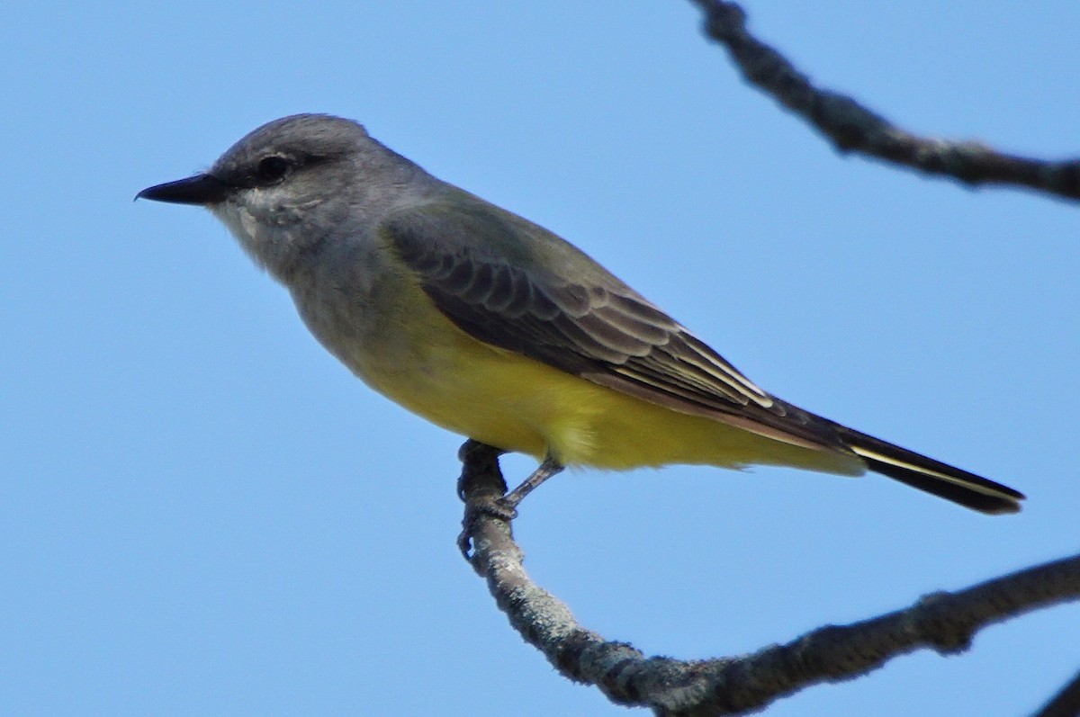 Western Kingbird - ML180192001