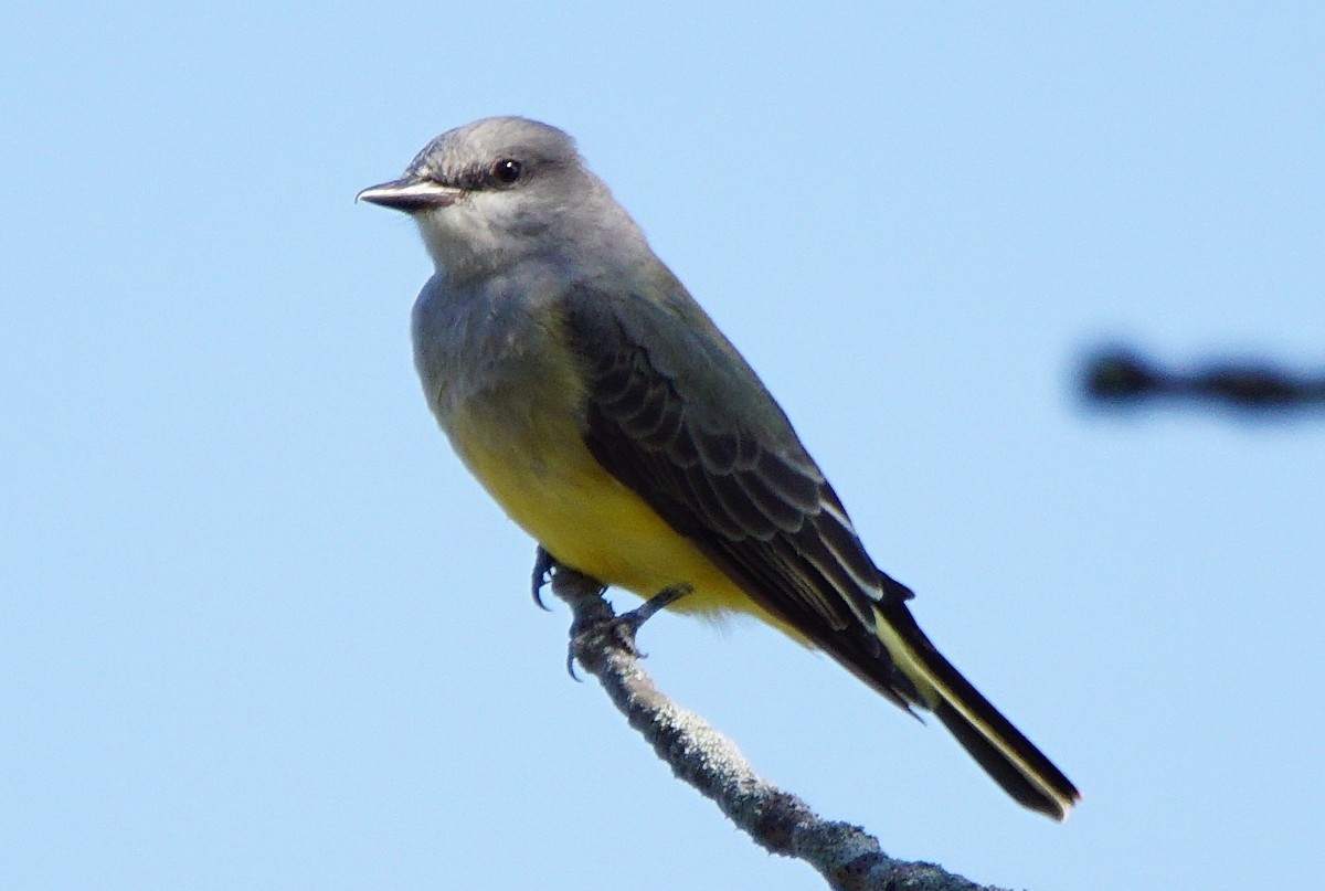 Western Kingbird - ML180192451