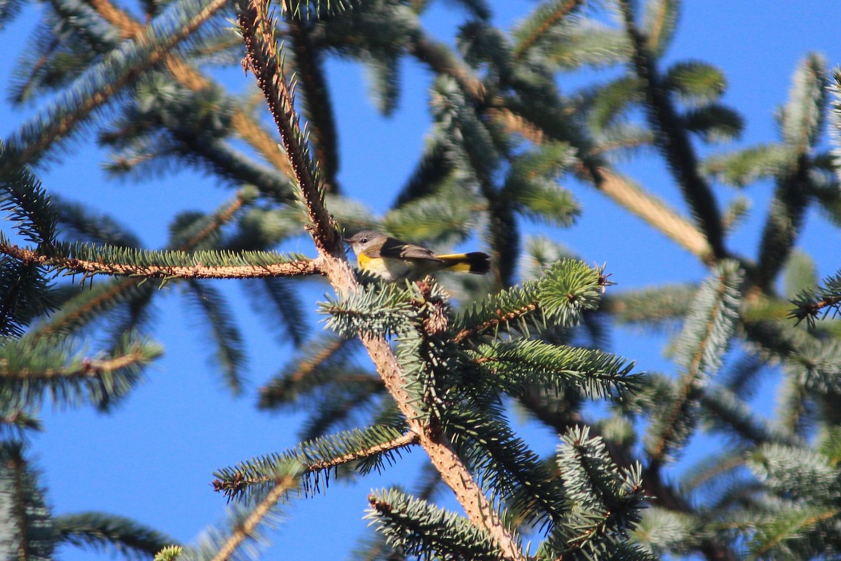 American Redstart - ML180192901