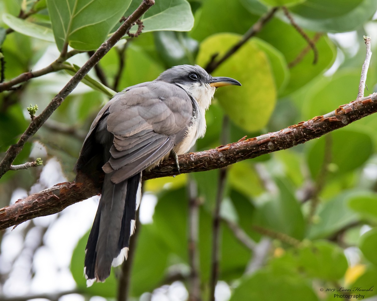 Mangrove Cuckoo - ML180193331