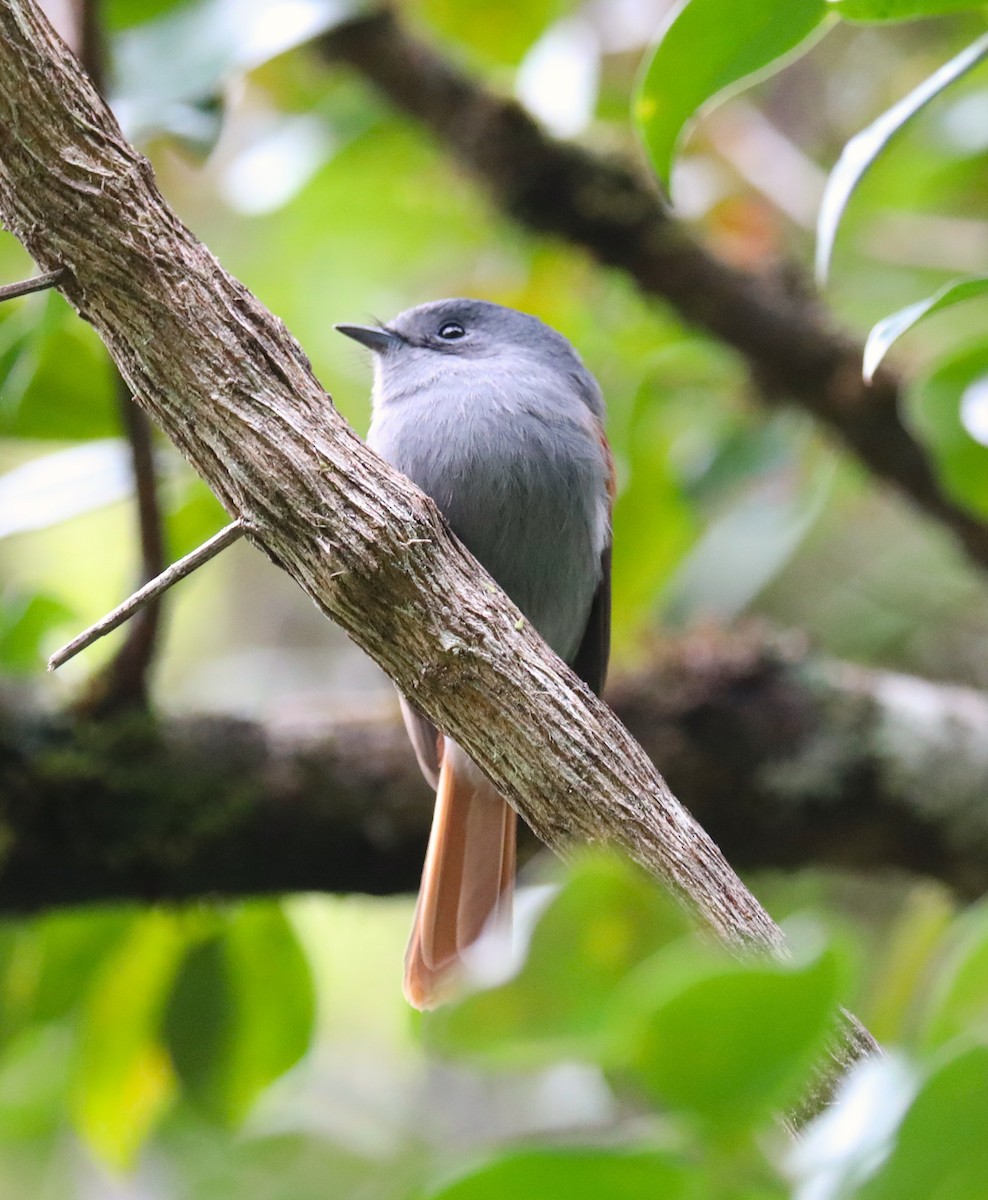 Tchitrec des Mascareignes - ML180193461