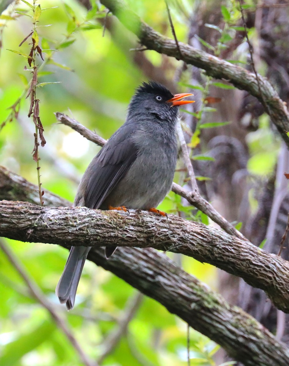 Bulbul de Bourbon - ML180193481