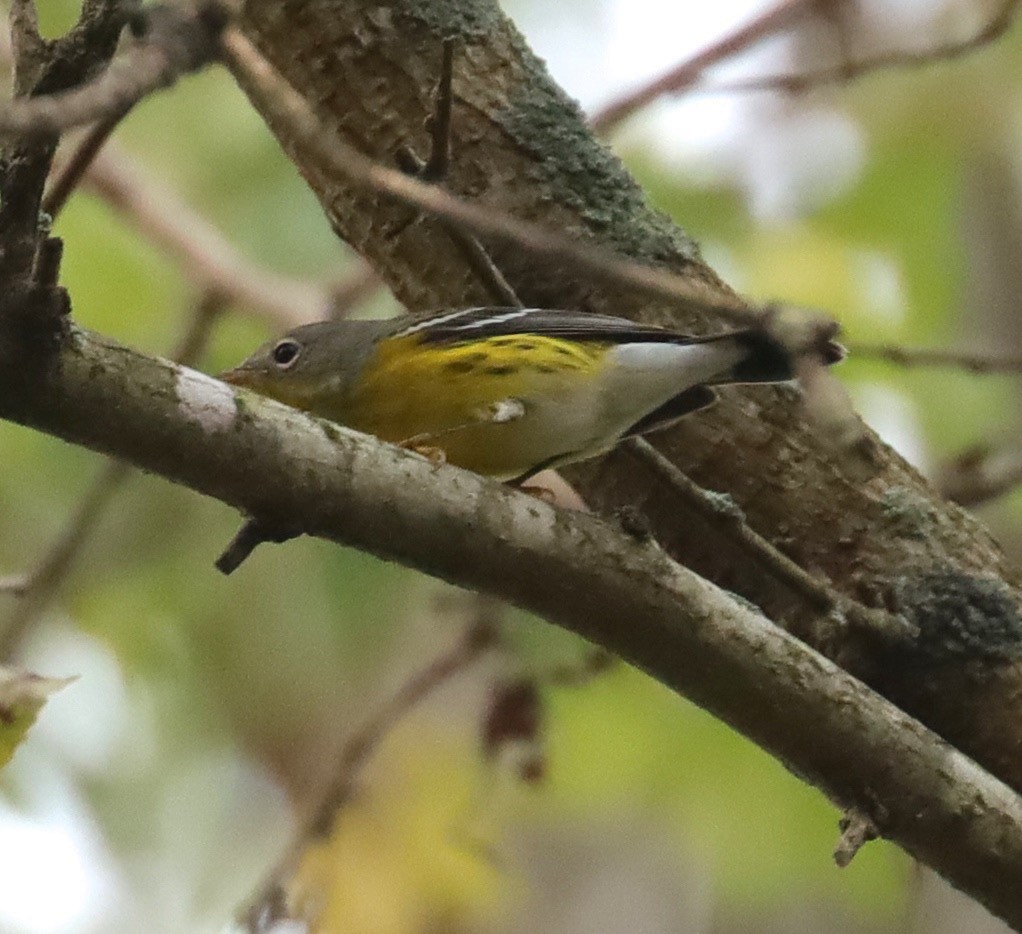 Magnolia Warbler - Dave Czaplak