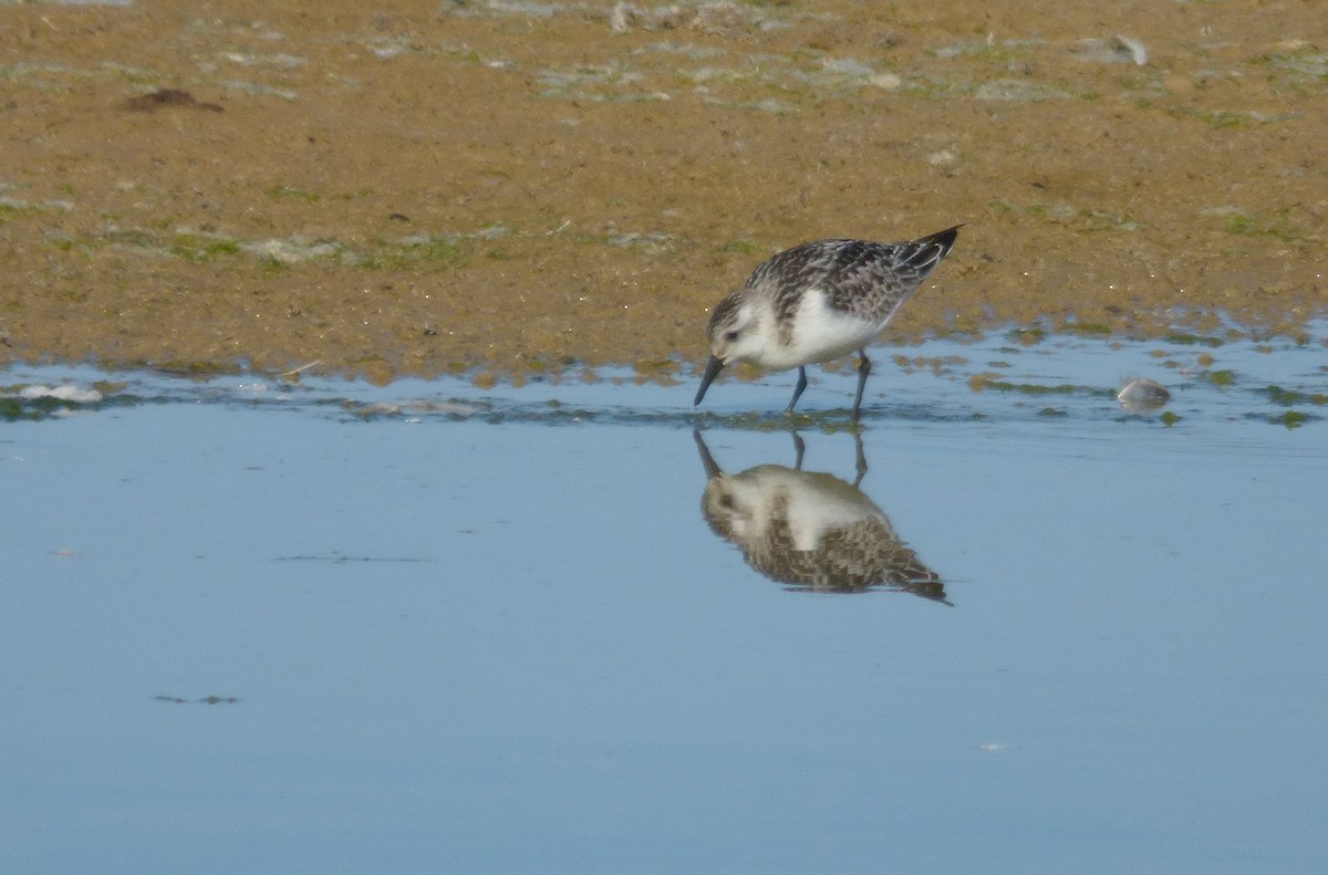 Sanderling - Alfonso Rodrigo