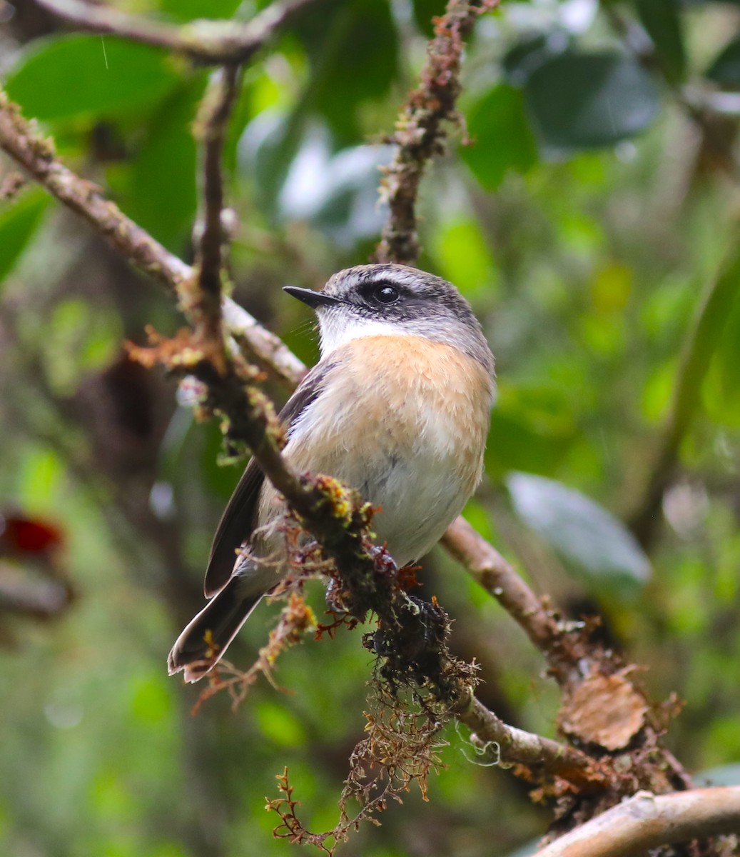 Tarier de La Réunion - ML180193841
