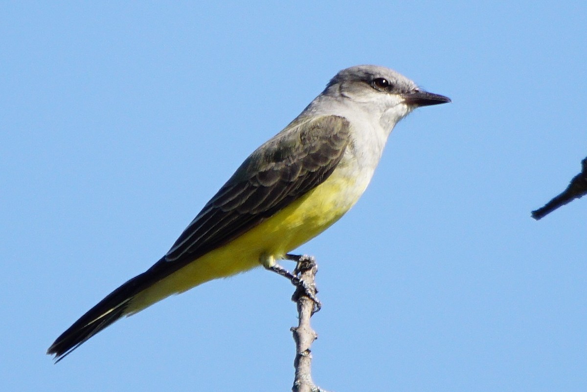 Western Kingbird - ML180194251