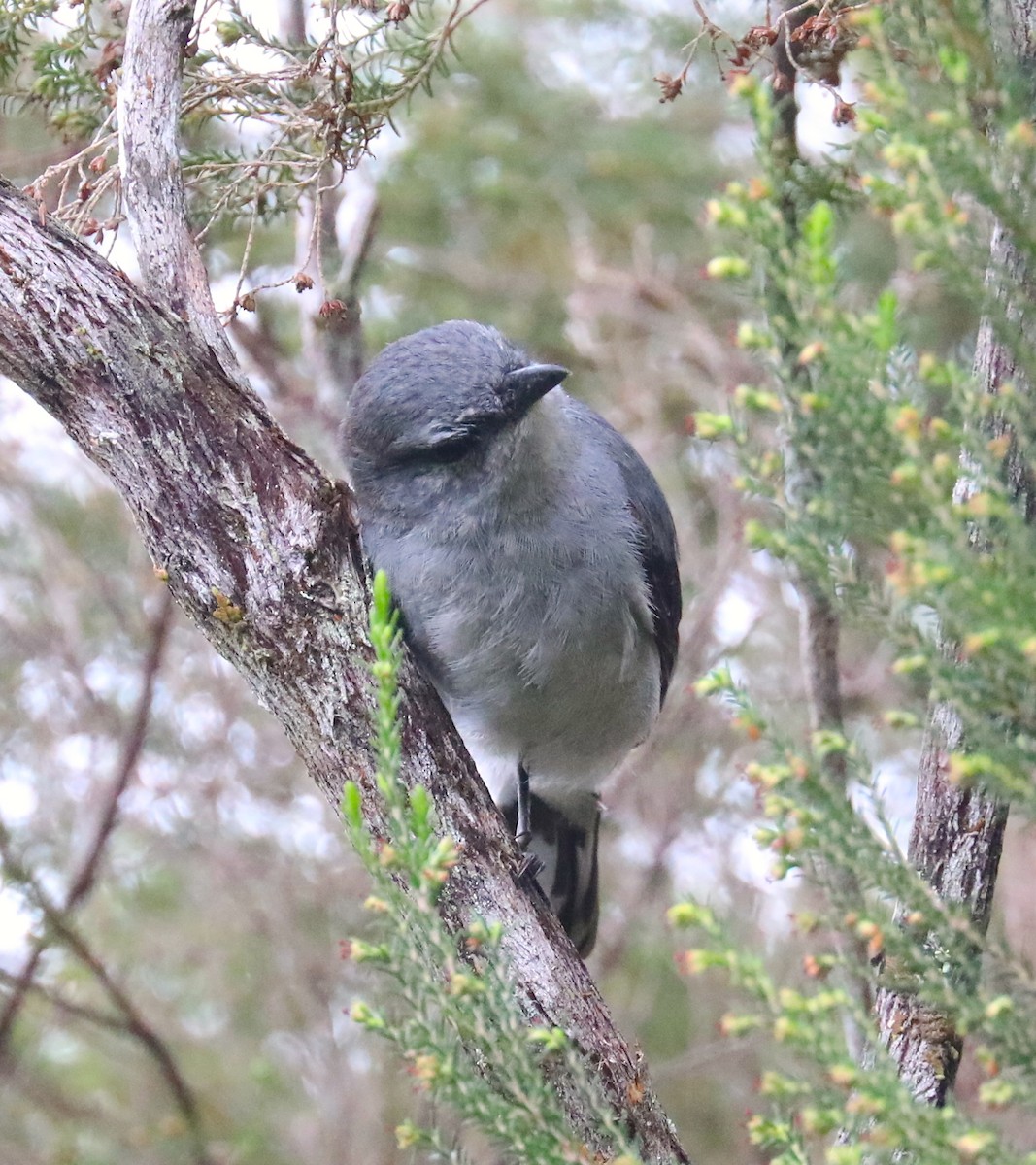 Reunion Cuckooshrike - ML180194791