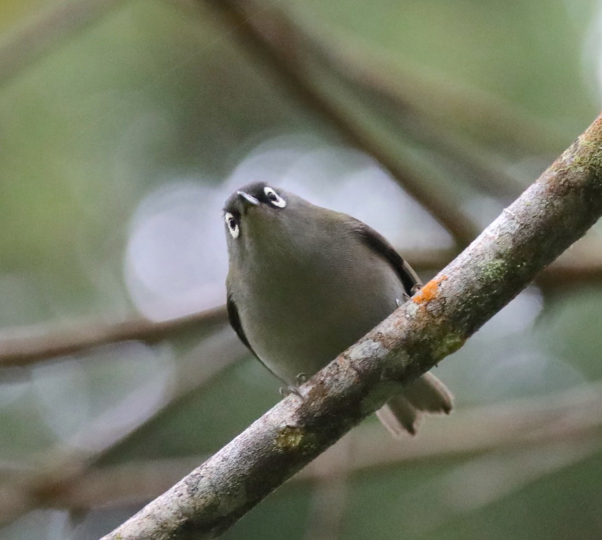 Reunion White-eye - ML180194831