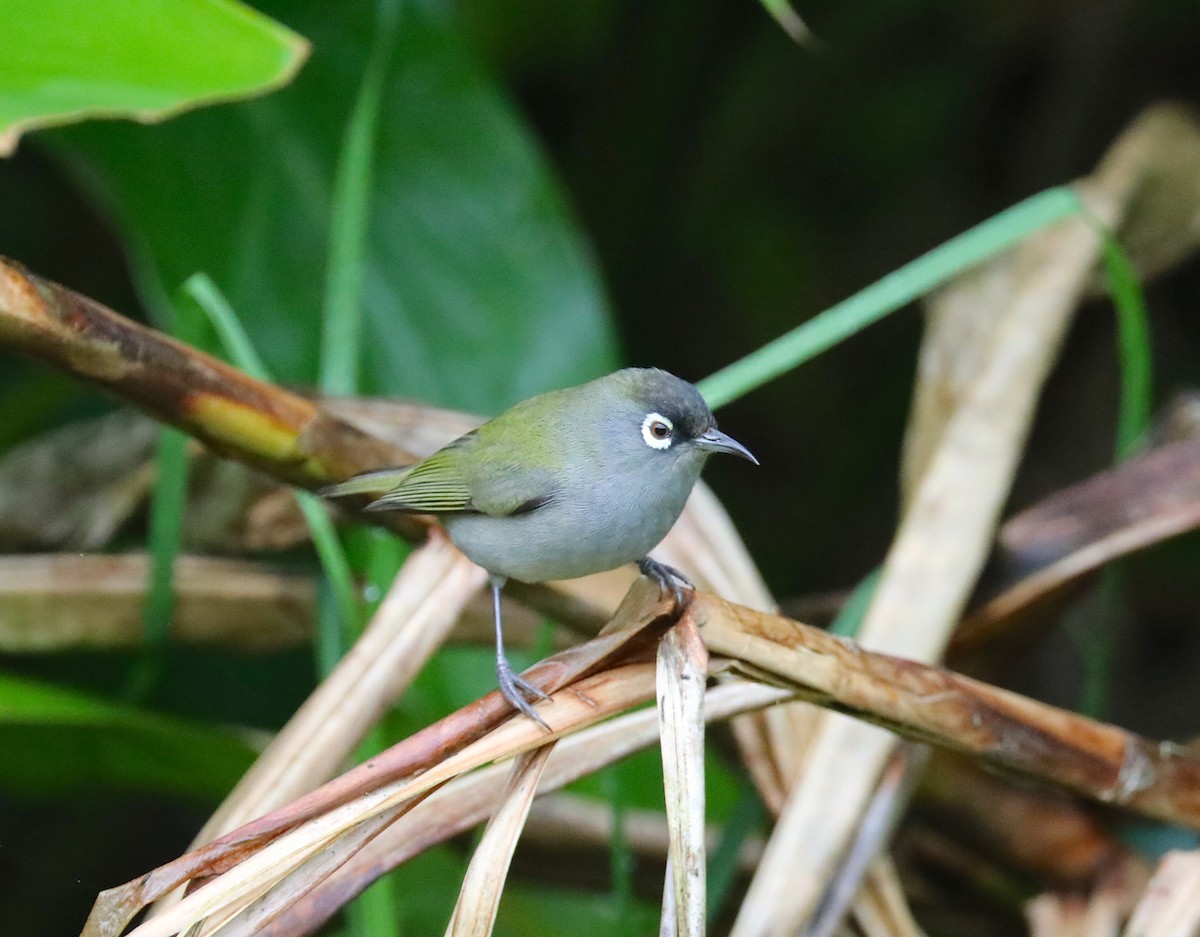 Reunion White-eye - ML180194861