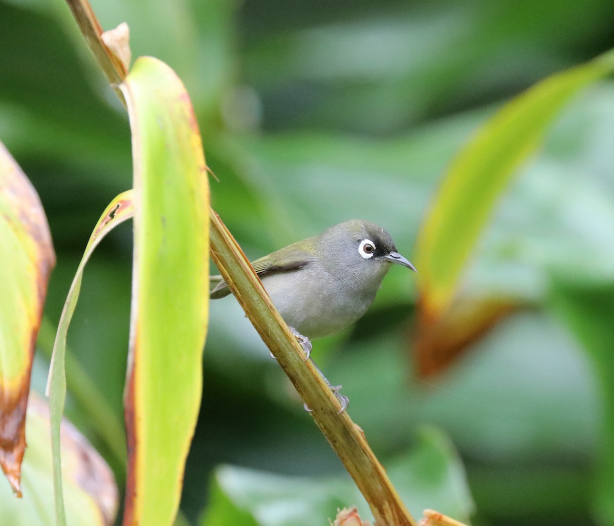 Reunion White-eye - ML180194871